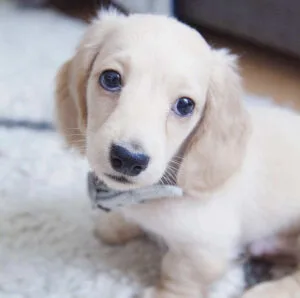 long hair dachshund puppy