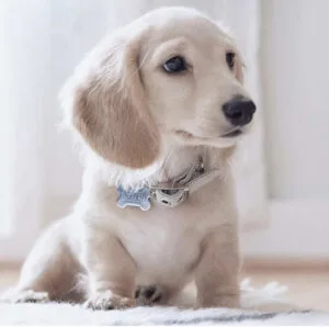 Dachshund long hair shedding