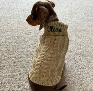 Dachshund dogs long haired