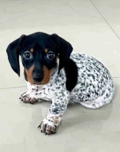 Blue dachshund long hair