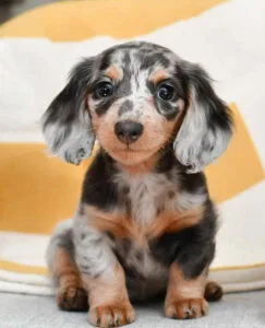 Blonde long haired mini dachshund