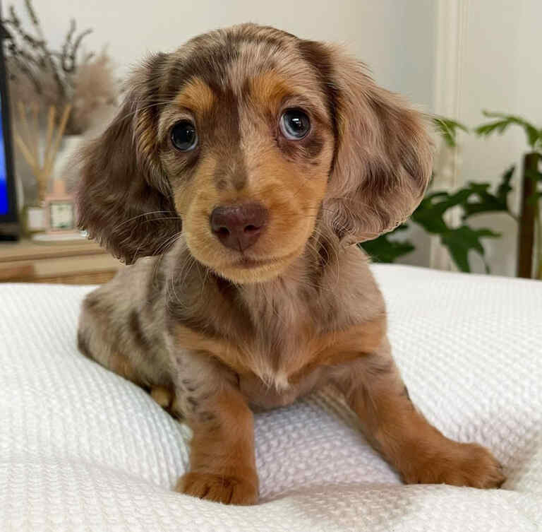 English cream mini dachshund