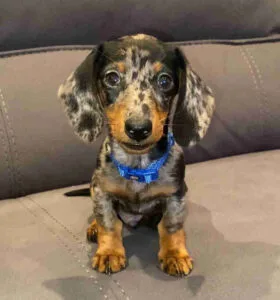 Piebald dachshund long hair