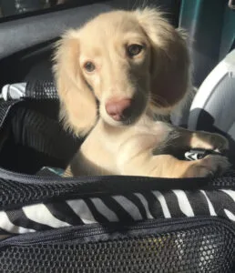 Blonde mini dachshund