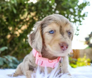 Piebald mini dachshund