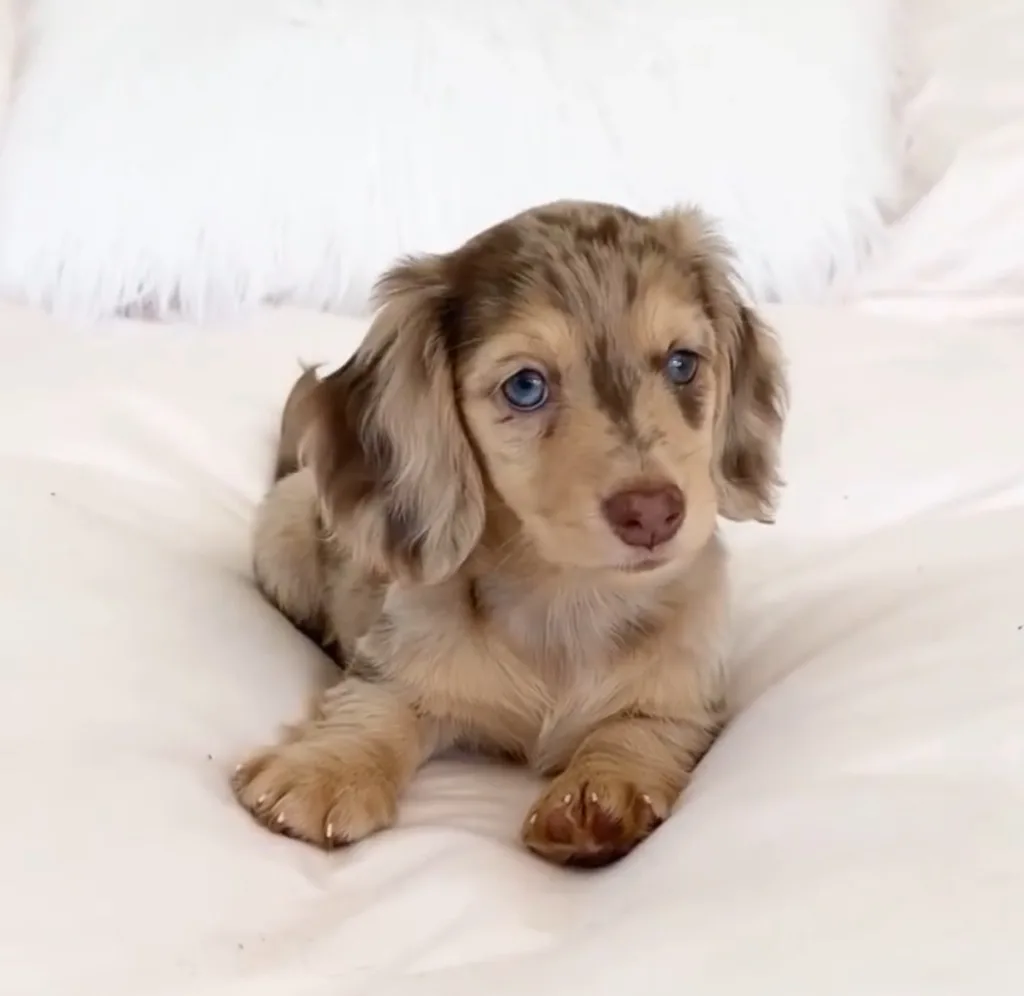 Mini long haired English cream dachshund