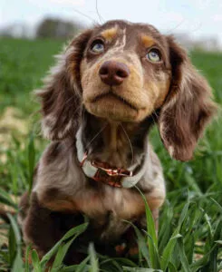 long haired tan dachshund