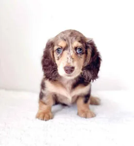 long haired miniature dapple dachshund