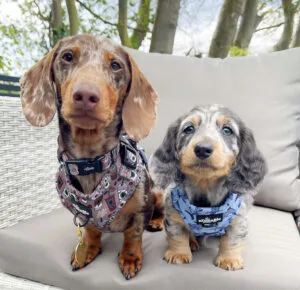 Dachshund Puppies for Sale in WA