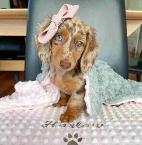 long haired English cream mini dachshund