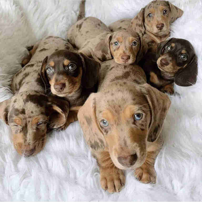 Mini long haired dachshund puppies