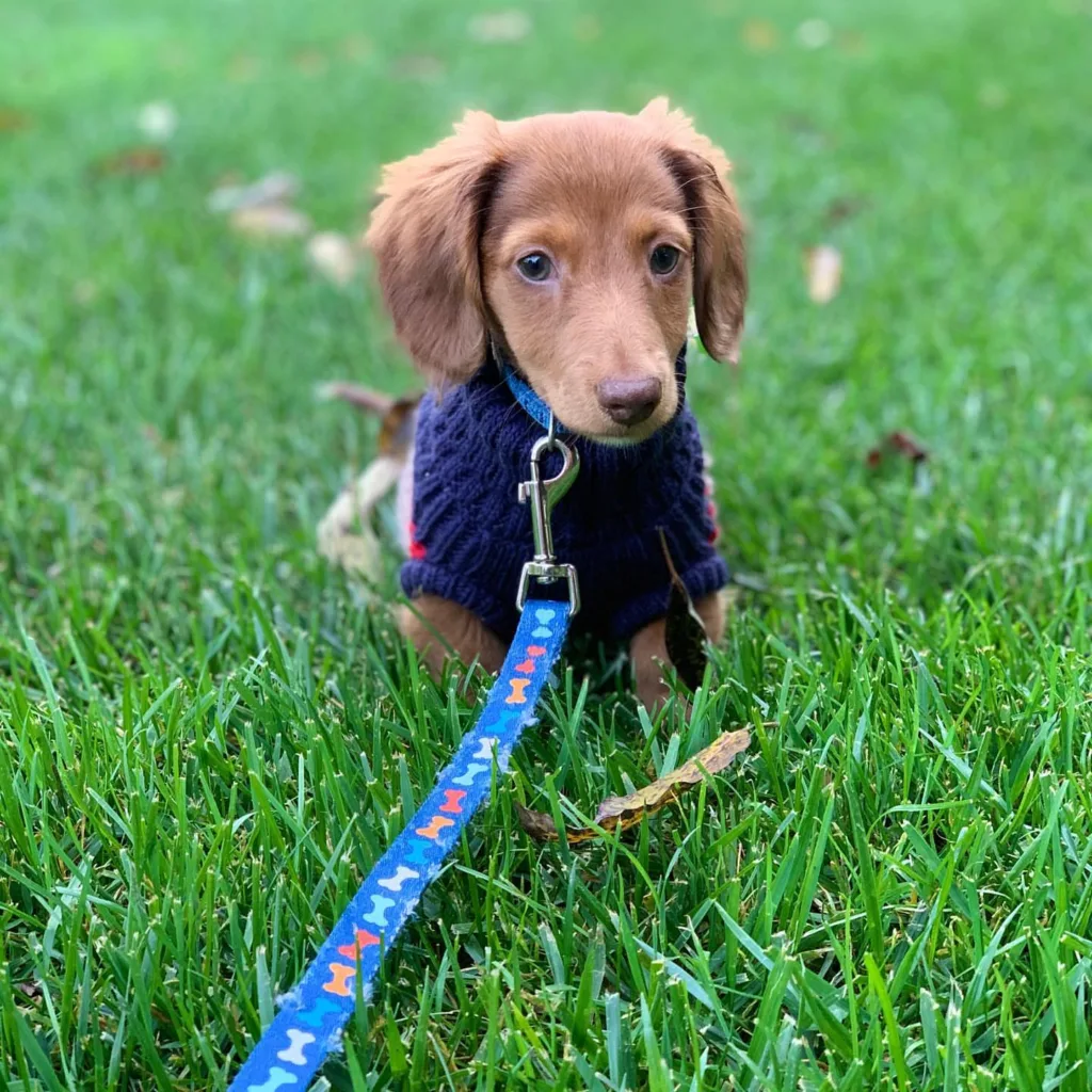 Dachshunds For Sale in West Virginia