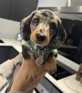 long haired blue merle dachshund