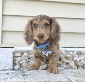 Dachshund Puppies for Sale in WI