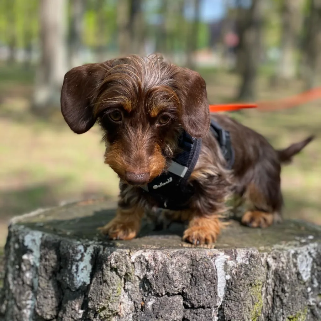 Mini dapple dachshund