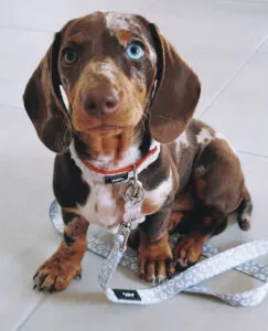 Dachshunds For Sale in WI