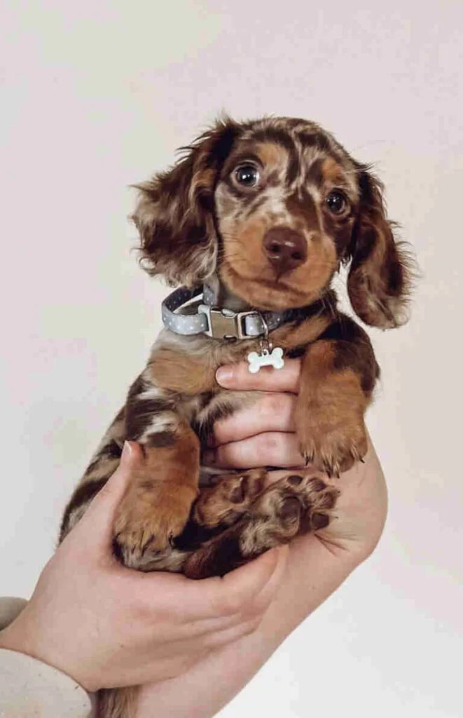 Dapple dachshund long hair