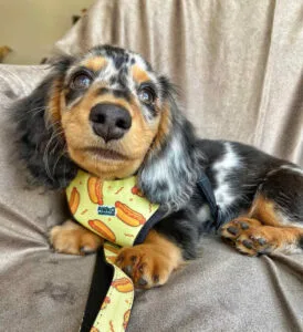 cream long haired miniature dachshund