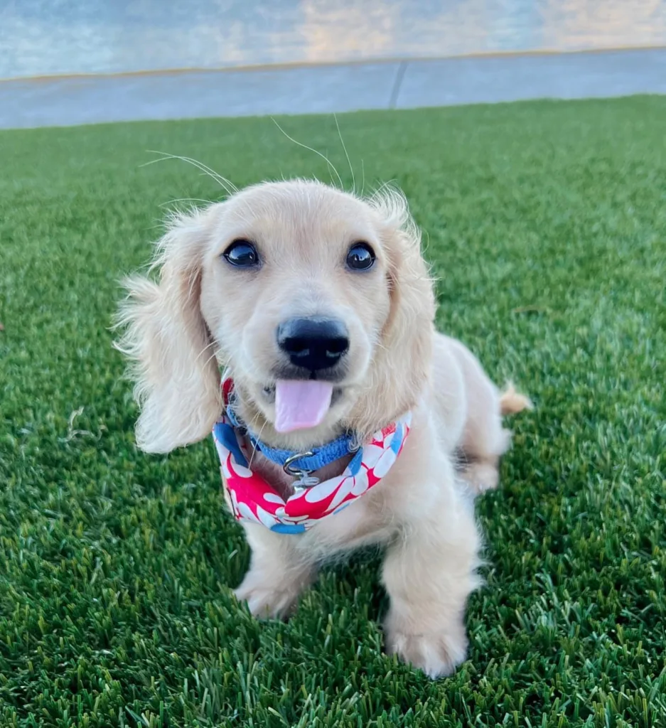 long haired tri color dachshund