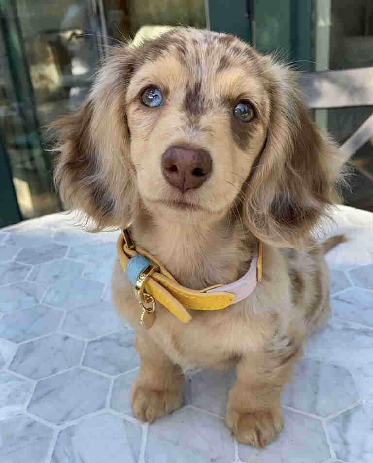 Mini long haired dapple dachshund for sale