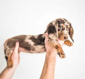 long haired golden dachshund