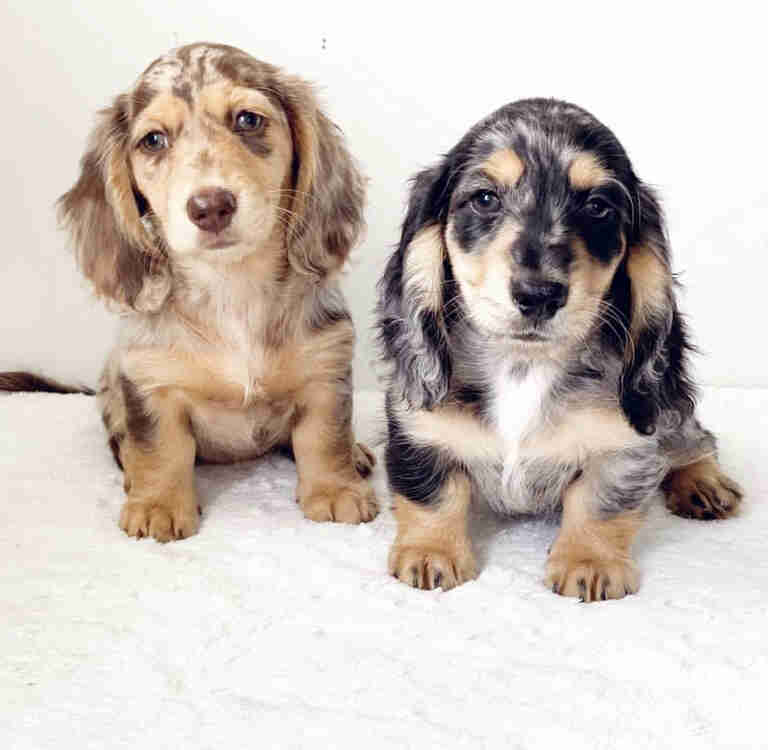 cream long haired dachshund for sale